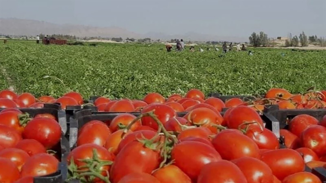 آغاز برداشت گوجه فرنگی از مزارع بخش فین