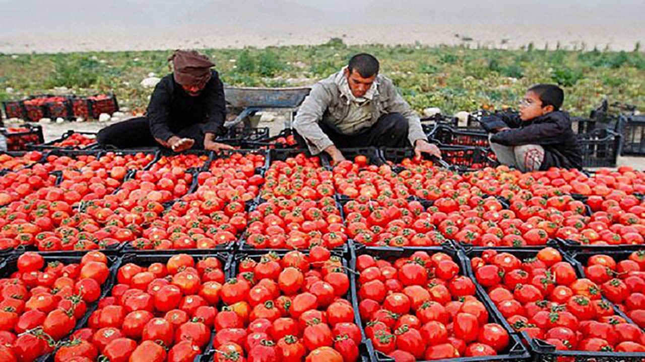 آغاز برداشت گوجه فرنگی در توکهور و هشتبندی