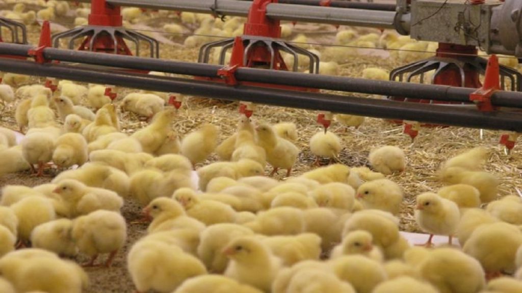 افزایش ۴۳ درصدی تولید در مرغداری هرمزگان