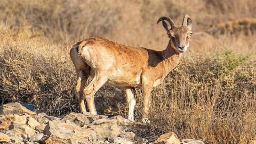 دستگیری شکارچی قوچ وحشی در هرمزگان