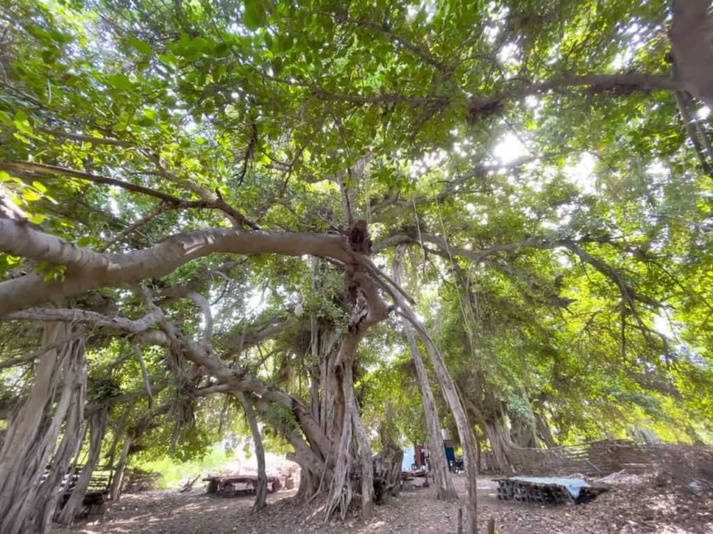 درخت ۵۰۰ ساله‌ی انجیر معابد میناب را از خطر نابودی نجات دهید